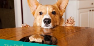 The five highest rated pet foods for Corgis