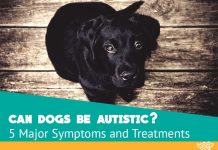 Autism in dogs - Symptoms and Treatments