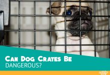 Featured Image for Are Dogs Kennel Safe article