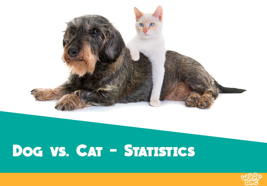 Dogs vs. Cats Comparison and Ownership Statistics Woof Dog